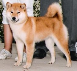 picture of dog