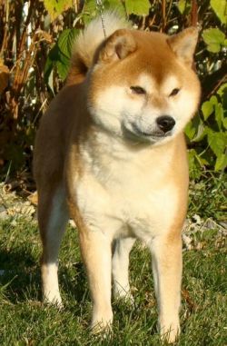 picture of dog