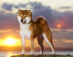 picture of dog