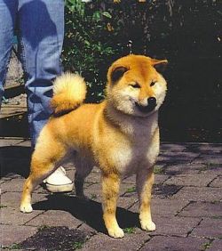 picture of dog