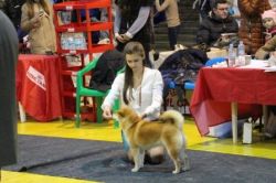 picture of dog