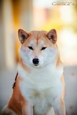 picture of dog
