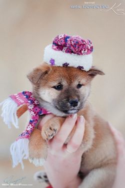 picture of dog