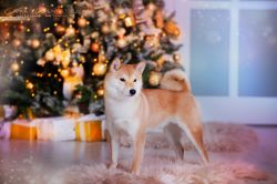 picture of dog