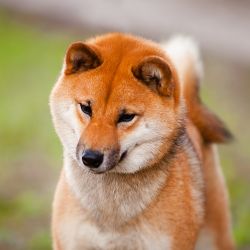 picture of dog
