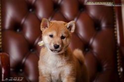 picture of dog