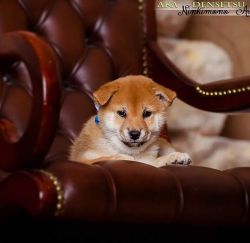 picture of dog