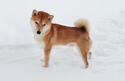 picture of dog