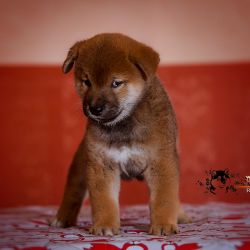 picture of dog