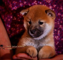 picture of dog