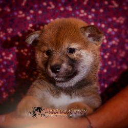 picture of dog