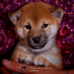 picture of dog