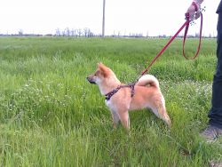 picture of dog
