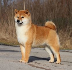 picture of dog
