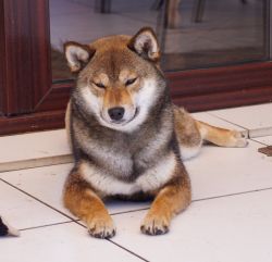 picture of dog