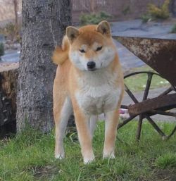 picture of dog