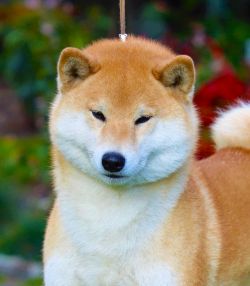 picture of dog
