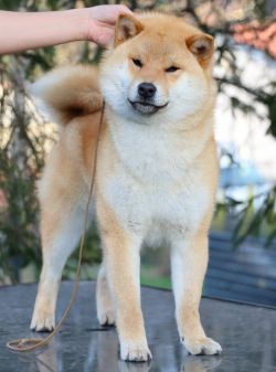 picture of dog
