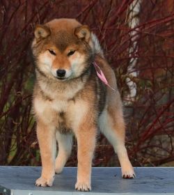 picture of dog