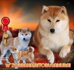 picture of dog