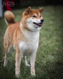 picture of dog