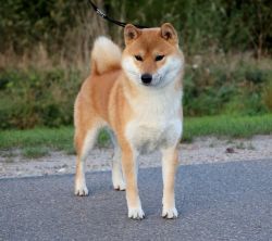 picture of dog