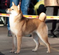 picture of dog