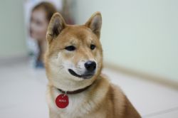 picture of dog