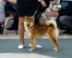 picture of dog