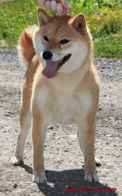 picture of dog