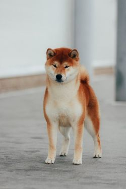 picture of dog