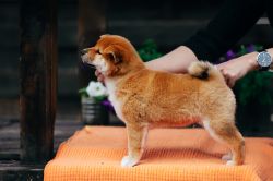 picture of dog
