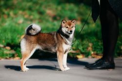 picture of dog