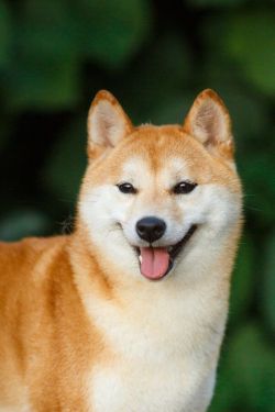 picture of dog