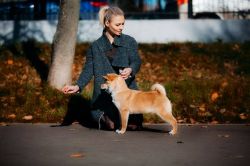 picture of dog