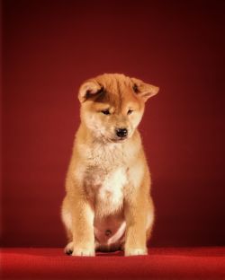 picture of dog