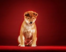 picture of dog