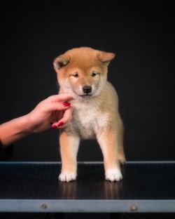 picture of dog
