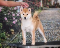 picture of dog