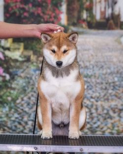 picture of dog