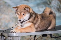 picture of dog