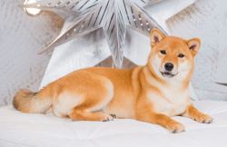 picture of dog