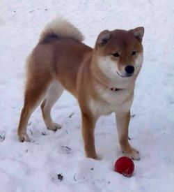 picture of dog