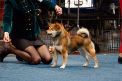 picture of dog
