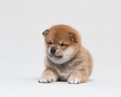 picture of dog