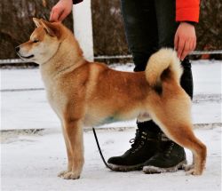 picture of dog