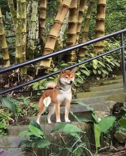 picture of dog