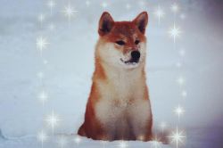 picture of dog