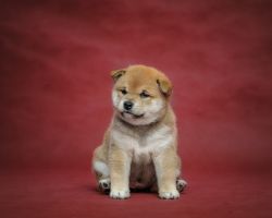 picture of dog