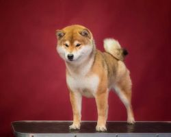 picture of dog